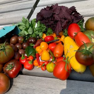 Harvest from the garden student plots!